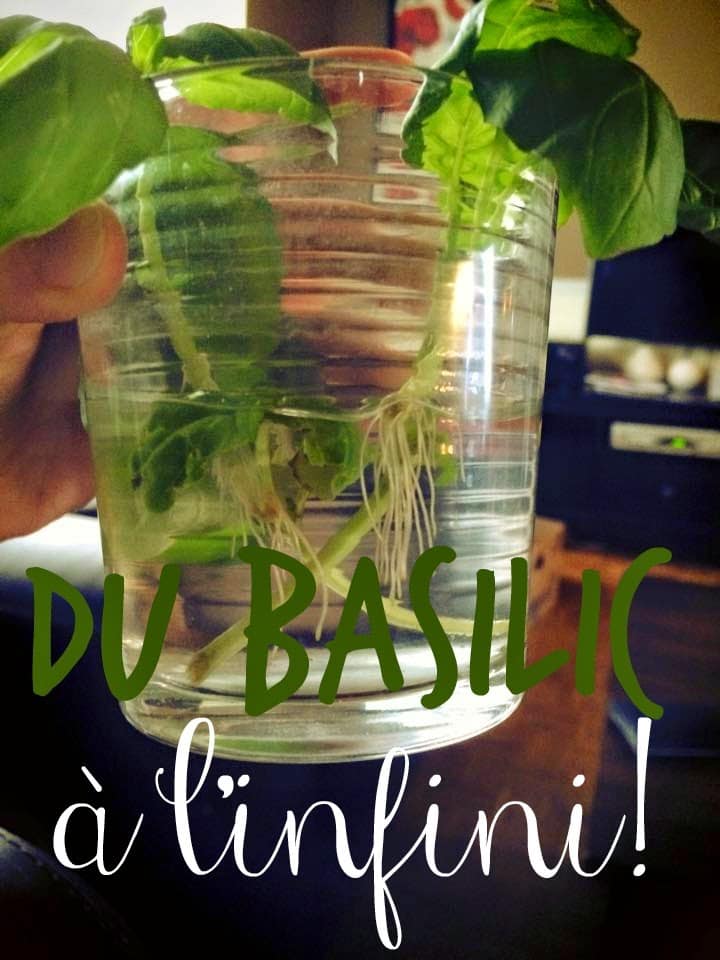 comment planter basilic