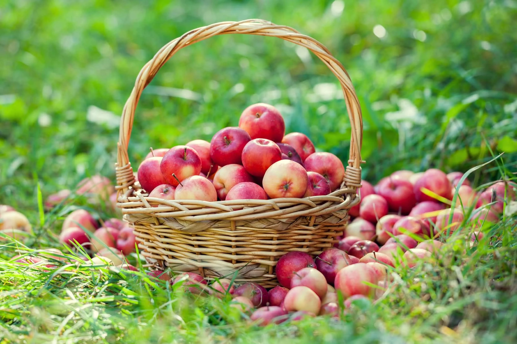Basket with red apples on the grass