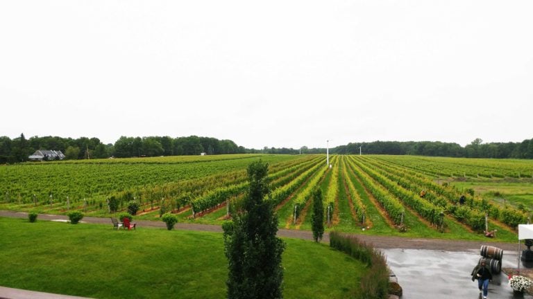 Tourisme : Vignoble Rivière du Chêne / Cinq Fourchettes