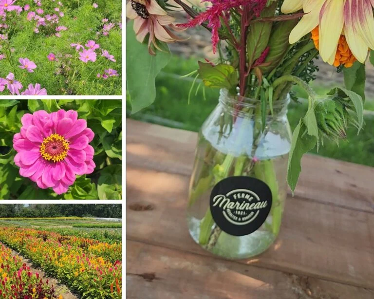 ferme marineau activité cueillette de fleurs laval famille cinq fourchettes