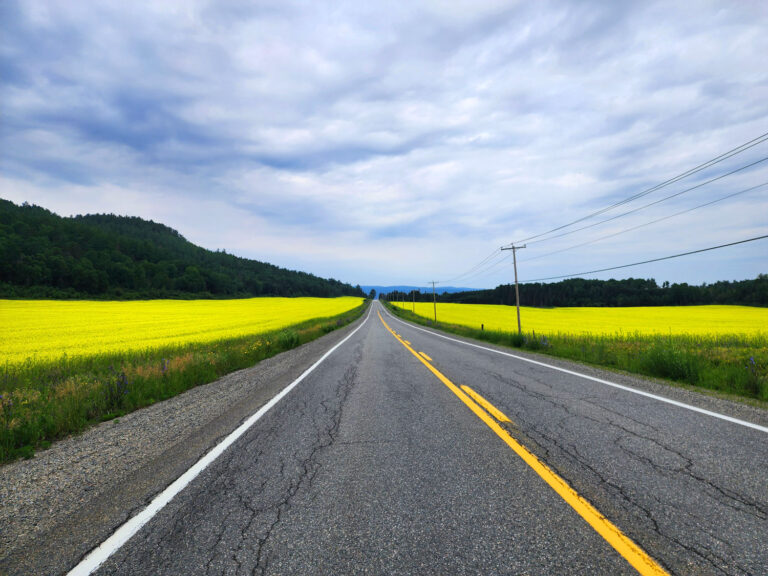 Route champs de canola Abitibi-Témiscamingue cinq fourchettes voyage gourmand Québec
