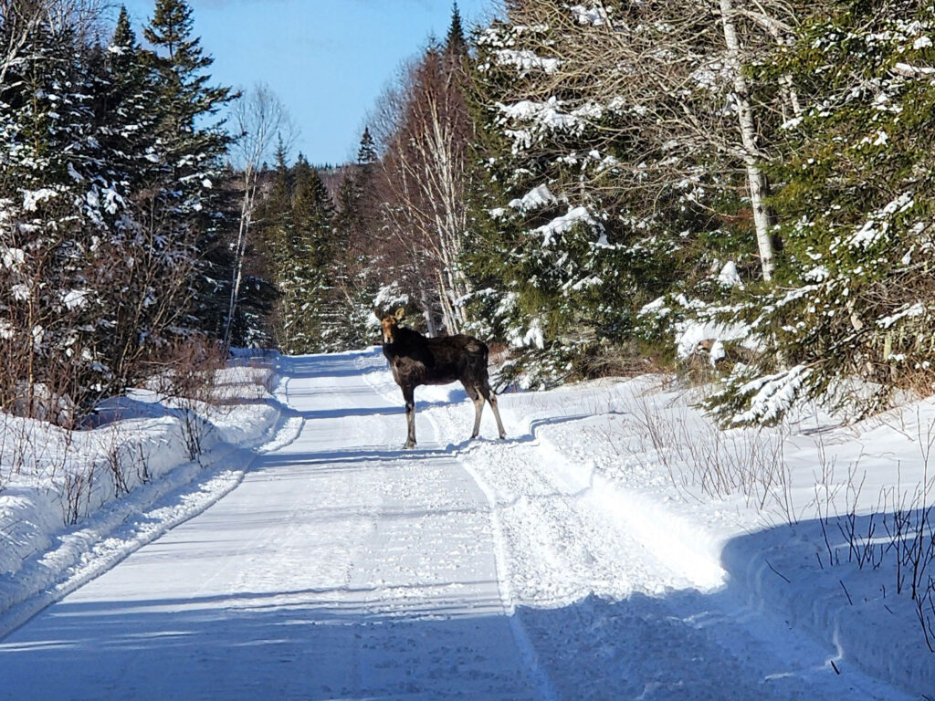 motoneige Nouveau-Brunswick Cinq Fourchettes